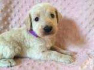 Labradoodle Puppy for sale in HUFFMAN, TX, USA