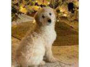Goldendoodle Puppy for sale in Thomasville, NC, USA