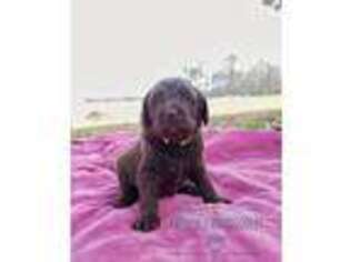 Labradoodle Puppy for sale in Bath, NC, USA