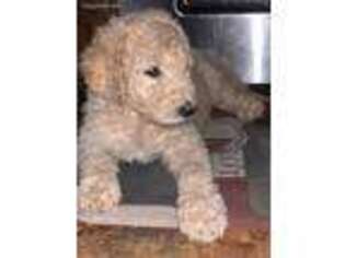 Labradoodle Puppy for sale in Centralia, IL, USA