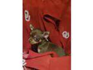 Chihuahua Puppy for sale in Stilwell, OK, USA