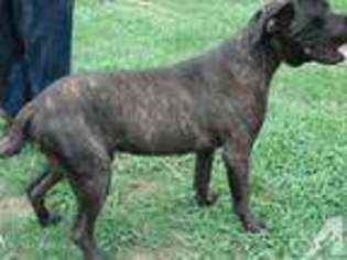 Cane Corso Puppy for sale in ROCKY MOUNT, NC, USA