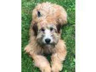 Soft Coated Wheaten Terrier Puppy for sale in Oakville, CT, USA