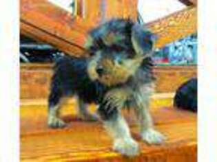 Yorkshire Terrier Puppy for sale in Lebanon, PA, USA