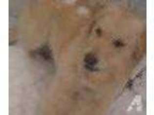 Golden Retriever Puppy for sale in BAILEYTON, AL, USA