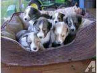 Shetland Sheepdog Puppy for sale in CHOCOWINITY, NC, USA