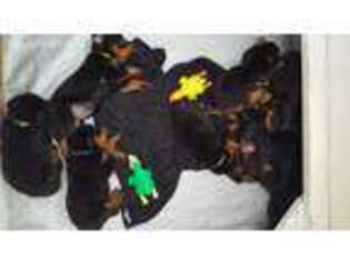 Rottweiler Puppy for sale in Covington, GA, USA