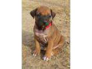 Rhodesian Ridgeback Puppy for sale in Hanford, CA, USA
