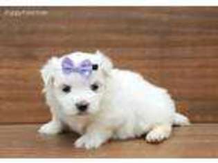 Maltese Puppy for sale in Bay Minette, AL, USA