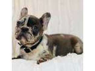 French Bulldog Puppy for sale in Huntington, NY, USA