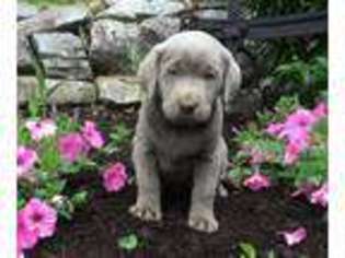 Labrador Retriever Puppy for sale in New Holland, PA, USA