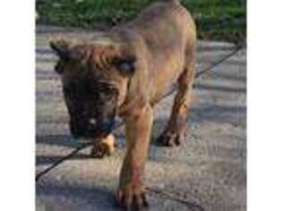 Cane Corso Puppy for sale in Dayton, OH, USA