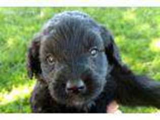 Labradoodle Puppy for sale in Vancouver, WA, USA