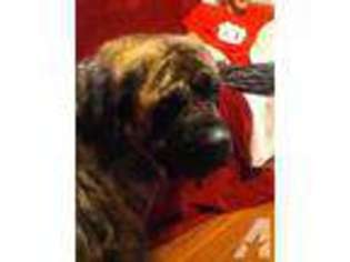 Mastiff Puppy for sale in GREENSBORO BEND, VT, USA