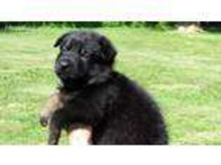 German Shepherd Dog Puppy for sale in Danville, IL, USA