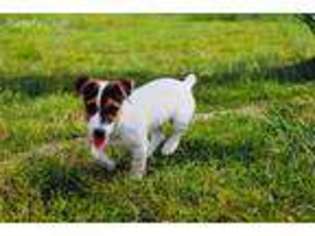 Jack Russell Terrier Puppy for sale in Rainsville, AL, USA