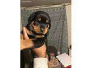 Rottweiler Puppy for sale in Far Rockaway, NY, USA