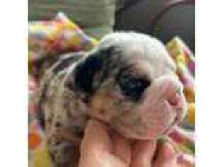 Bulldog Puppy for sale in Paynesville, MN, USA