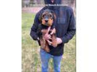 Airedale Terrier Puppy for sale in Birch Run, MI, USA