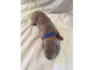Doberman Pinscher Puppy for sale in Hartville, MO, USA