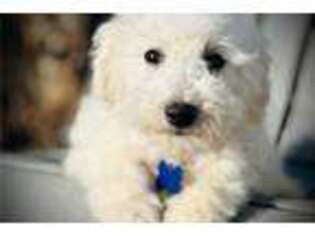 Mutt Puppy for sale in Saint Louis, MO, USA