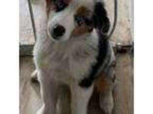 Miniature Australian Shepherd Puppy for sale in Fresno, CA, USA