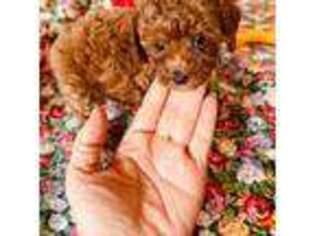 Mutt Puppy for sale in Norman, OK, USA