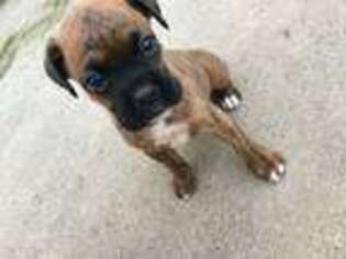Boxer Puppy for sale in Sparta, MO, USA