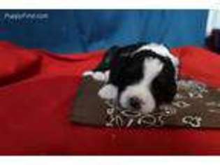 Bernese Mountain Dog Puppy for sale in Oakland, MI, USA