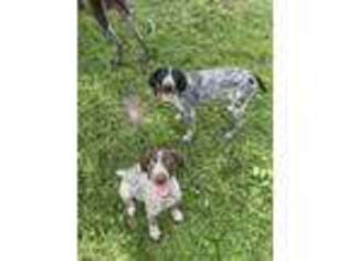 German Shorthaired Pointer Puppy for sale in Lehigh Acres, FL, USA