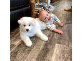 Samoyed Puppy for sale in Smithfield, UT, USA