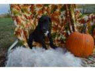 Great Dane Puppy for sale in Pattonsburg, MO, USA