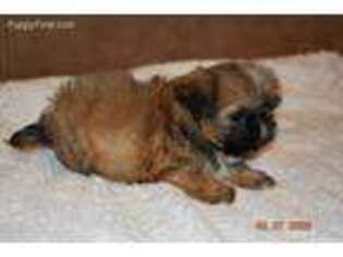 Mutt Puppy for sale in Caulfield, MO, USA