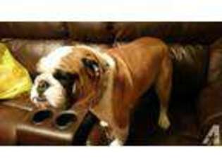 Bulldog Puppy for sale in LONGVIEW, WA, USA