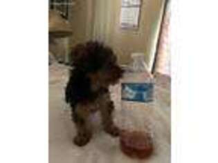 Yorkshire Terrier Puppy for sale in San Bernardino, CA, USA