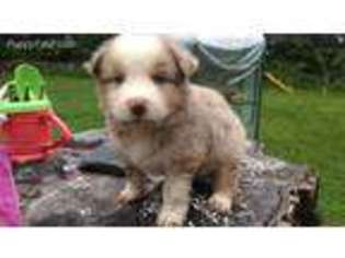 Australian Shepherd Puppy for sale in Saugerties, NY, USA