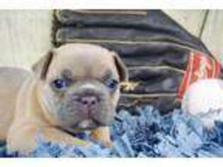 French Bulldog Puppy for sale in Salisbury, PA, USA