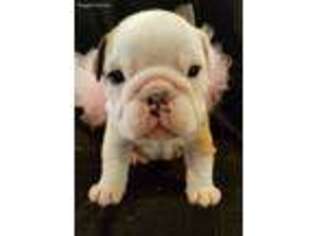 Bulldog Puppy for sale in Arkadelphia, AR, USA