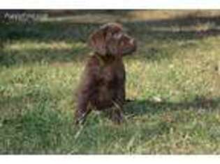 Labrador Retriever Puppy for sale in Waddell, AZ, USA