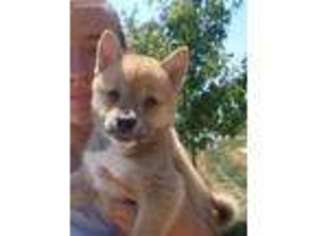 Shiba Inu Puppy for sale in Ephrata, PA, USA