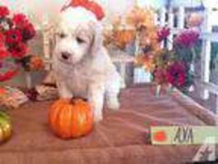 Mutt Puppy for sale in SAN MARCOS, CA, USA