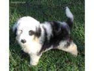 Mutt Puppy for sale in Albertville, AL, USA