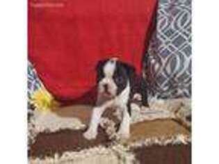 Boston Terrier Puppy for sale in Sullivan, IL, USA