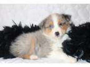 Miniature Australian Shepherd Puppy for sale in Grand Rapids, MI, USA