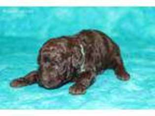 Mutt Puppy for sale in Gray, LA, USA