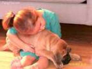 Mastiff Puppy for sale in Shipshewana, IN, USA