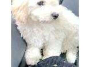 Bichon Frise Puppy for sale in Greenville, SC, USA