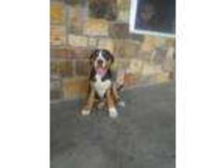 Greater Swiss Mountain Dog Puppy for sale in Odon, IN, USA