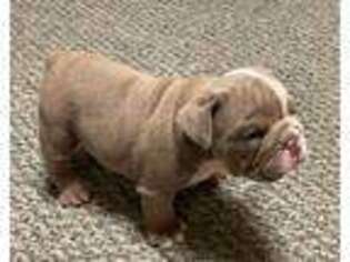 Bulldog Puppy for sale in Red Oak, IA, USA