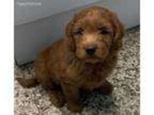 Goldendoodle Puppy for sale in Manchester, NH, USA